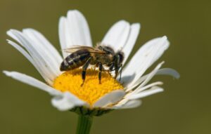 A bee is sitting on the flower of an ox-eye daisy.